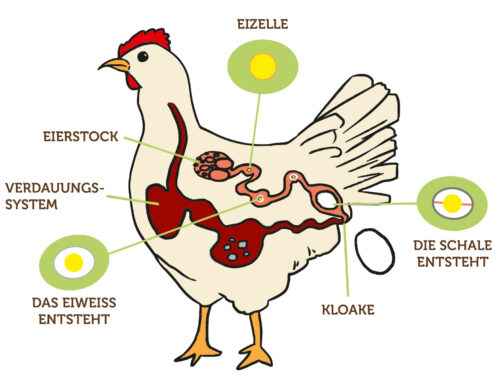 Legen Hühner Eier ohne Nistkasten: Vollständige Anleitung für Anfänger