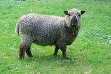 Liste der Schafrassen: Verschiedene Schafarten für die kommerzielle Aufzucht