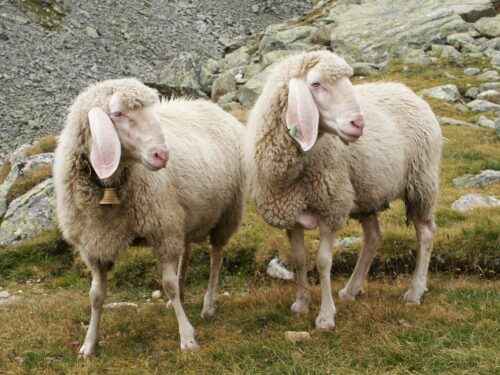 Llanwenog Schaf: Eigenschaften, Herkunft, Verwendung und Rasseinformationen