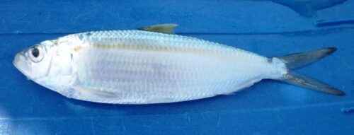 Madeira-Sardinella-Fisch: Eigenschaften, Ernährung, Zucht und Verwendung