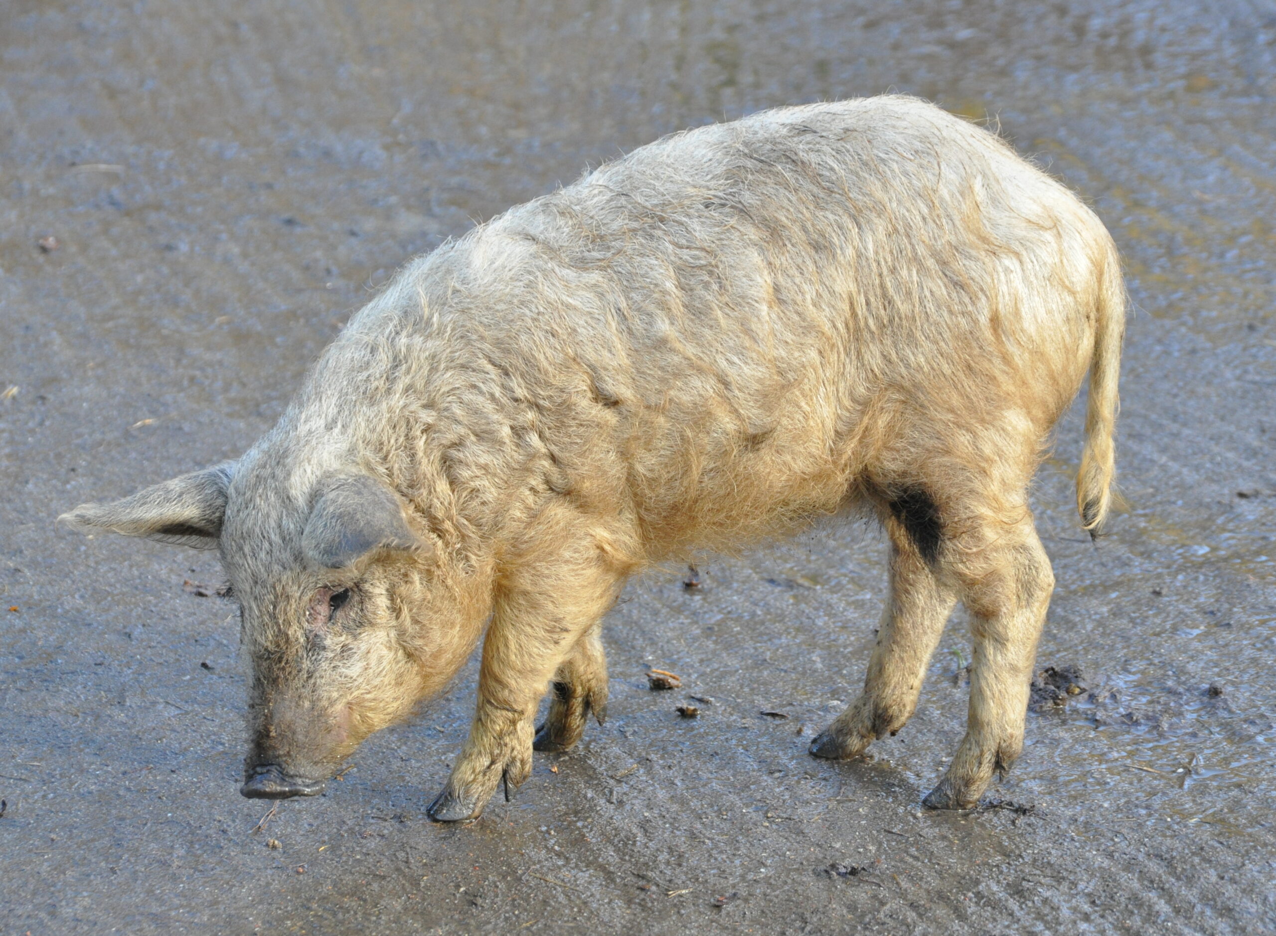 Mangalica-Schwein: Eigenschaften, Herkunft & Rasseinformationen