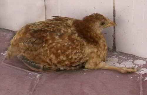 Mareks-Krankheit: Wie man Geflügelhühner kontrolliert und rettet