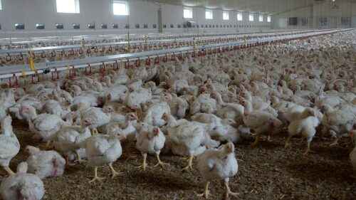 Masthähnchen-Geflügelhaltung: Leitfaden für den Einstieg in die Fleisch- und Hühnerhaltung