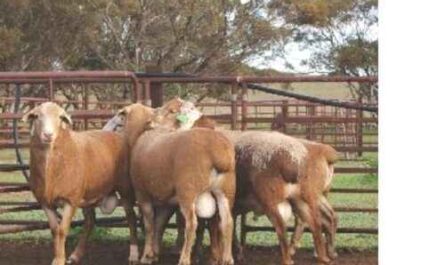 Meatmaster Schafe: Eigenschaften, Verwendungen und Rasseinformationen