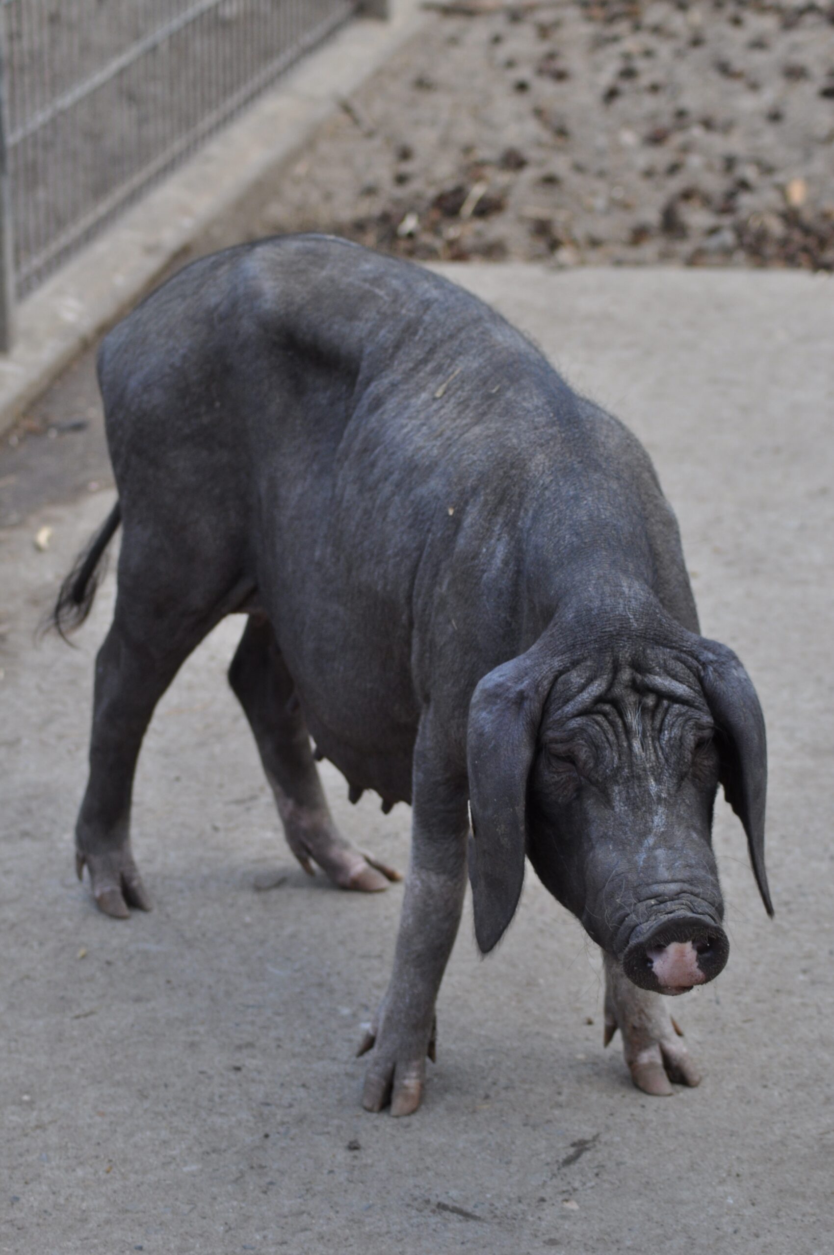 Meishan-Schwein: Eigenschaften, Herkunft & Rasseinformationen