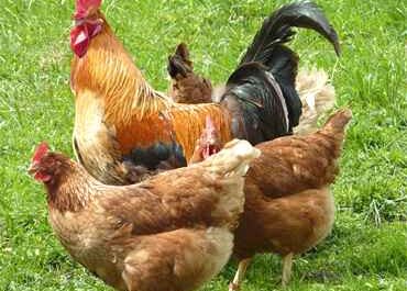 Mittelmeer-Geflügelrassen: Im Mittelmeerraum aufgezogene Hühner
