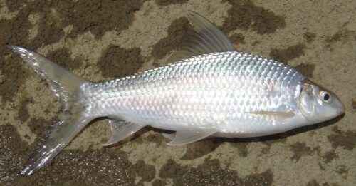 Mrigal Fisch: Eigenschaften, Fütterung, Zucht & vollständige Informationen