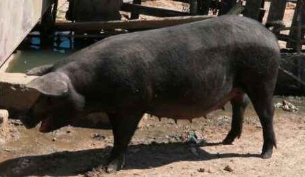 Nero Siciliano Schwein: Eigenschaften, Herkunft & Rasseinformationen