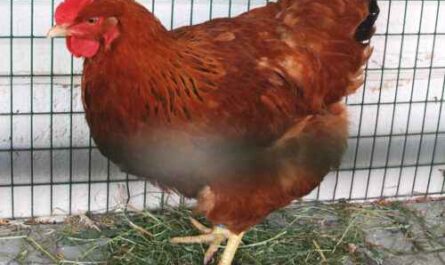 New Hampshire Hühner: Eigenschaften, Temperament und Informationen zur vollständigen Rasse
