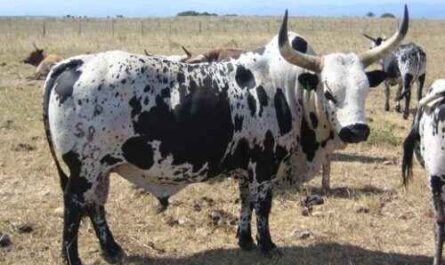 Nguni-Rinder: Eigenschaften, Verwendungen und vollständige Informationen zur Rasse