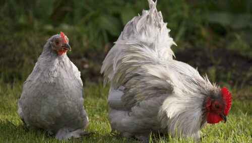 Niederländische Bantam-Hühnerzucht: Geschäftsstartplan für Anfänger