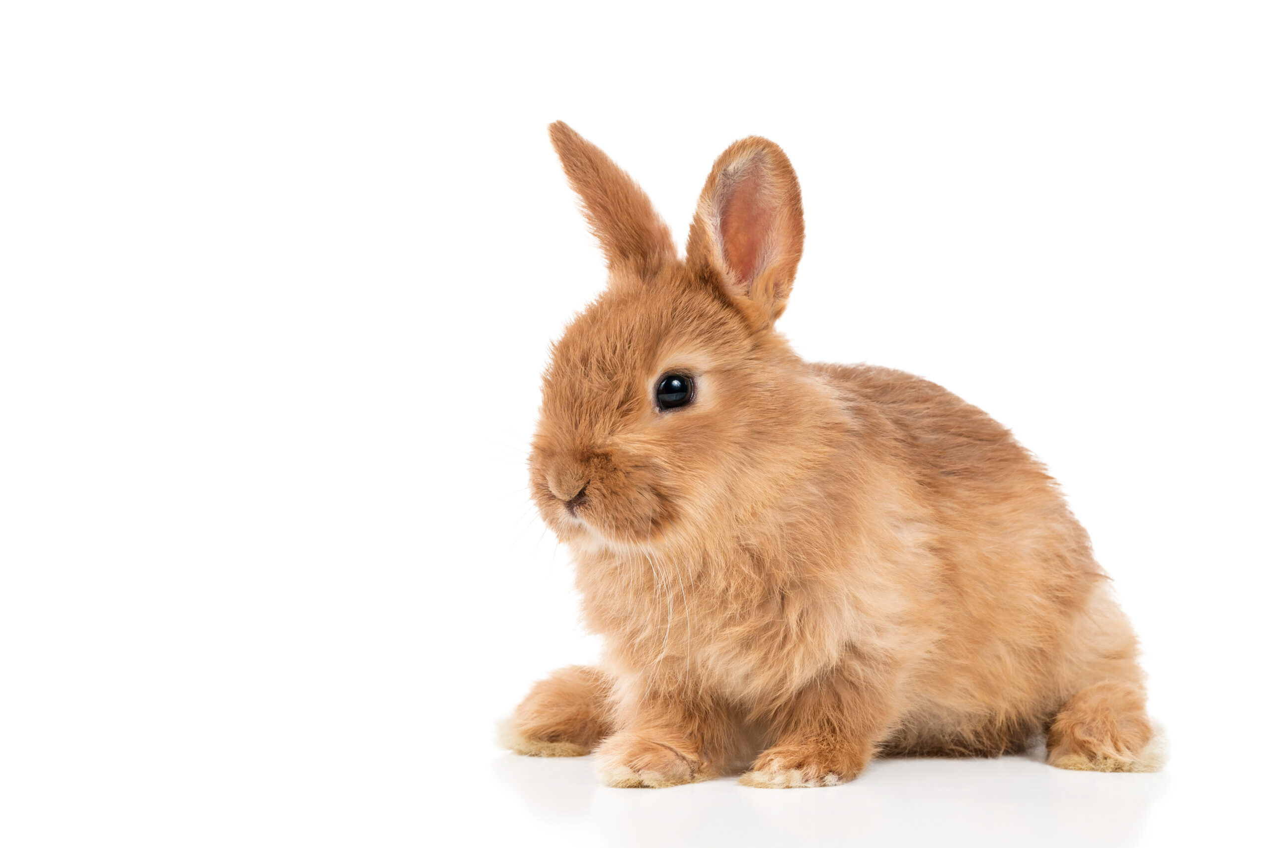 Niederländisches Kaninchen: Eigenschaften, Herkunft, Verwendungen und vollständige Informationen zur Rasse