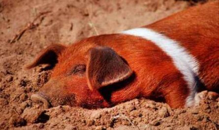 Niederländisches Landrassenschwein: Eigenschaften, Herkunft und Rasseinformationen