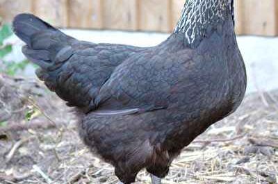 Norfolk Grau Huhn: Eigenschaften, Temperament und Informationen zur vollständigen Rasse