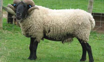 Norfolk Horn Schaf: Eigenschaften, Verwendungen und Rasseinformationen