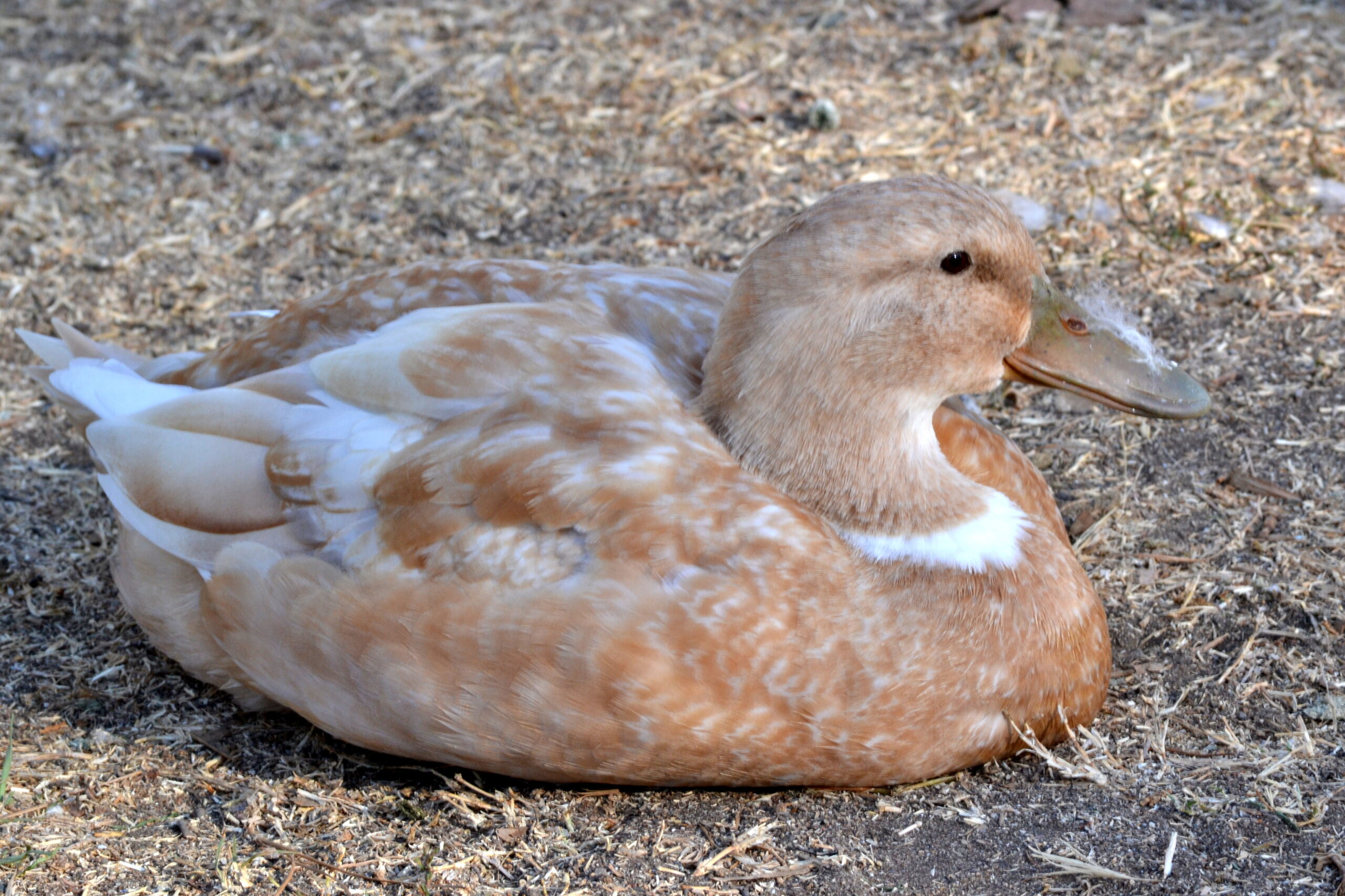 Orpington Ente: Merkmale, Herkunft, Verwendungen und vollständige Informationen zur Rasse