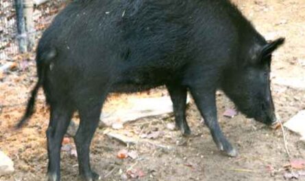 Ossabaw Island Schwein: Eigenschaften, Herkunft und Rasseinformationen