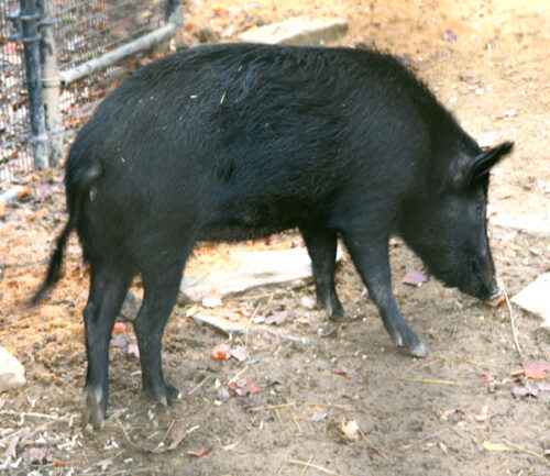 Ossabaw Island Schwein: Eigenschaften, Herkunft und Rasseinformationen
