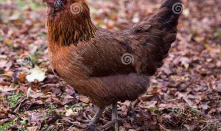Ostern Egger Huhn: Eigenschaften, Temperament & Infos zur Vollblutrasse
