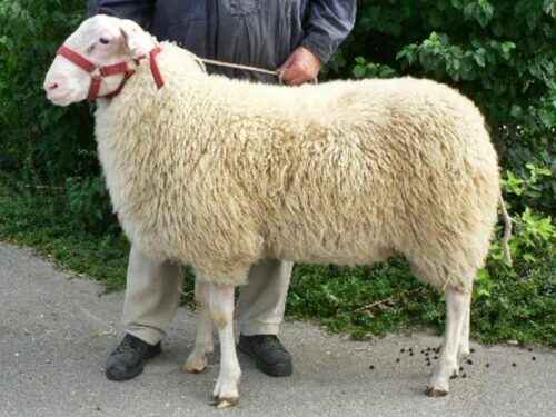 Ostfriesische Schafe: Eigenschaften, Verwendungen & Rasseinformationen