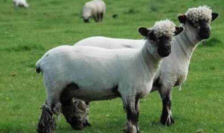 Oxford Unten Schafe: Eigenschaften, Verwendung und Rasseinformationen