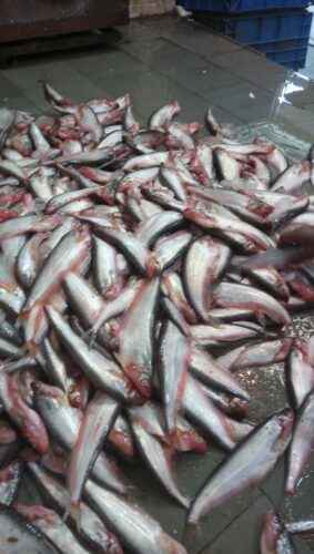Pabda Fisch: Eigenschaften, Fütterung, Zucht und vollständige Informationen