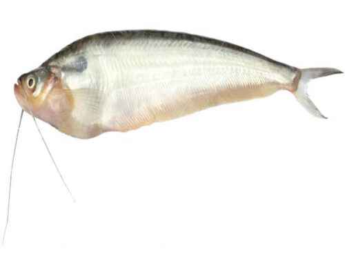 Pabda Fischzucht: Businessplan für Anfänger