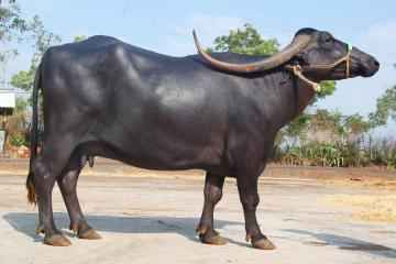 Pandhrpuri-Büffel: Informationen zu Eigenschaften, Herkunft und Verwendung