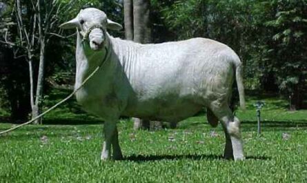 Pelibuey-Schaf: Eigenschaften, Herkunft, Verwendungen und Rasseinformationen