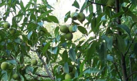 Pfirsichanbau: Pfirsichfruchtanbau für Anfänger