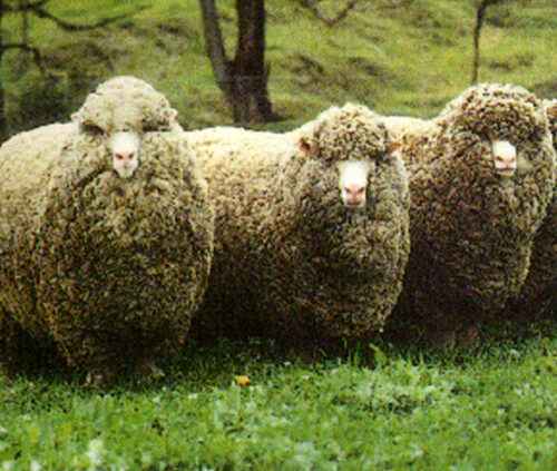 Polwarth-Schafe: Eigenschaften, Herkunft, Verwendungen und Rasseinformationen