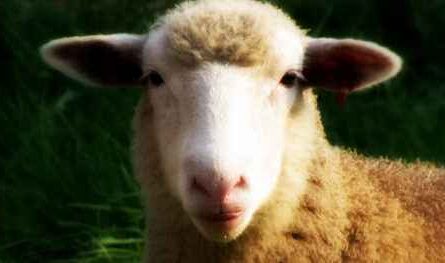 Polypay Schafe: Eigenschaften, Herkunft, Verwendung und Rasseinformationen