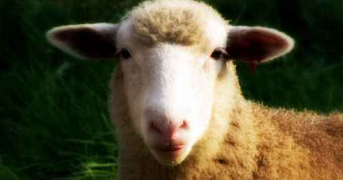 Polypay Schafe: Eigenschaften, Herkunft, Verwendung und Rasseinformationen