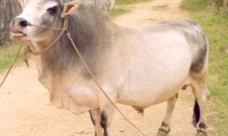 Punganur-Rinder: Eigenschaften, Verwendungen und vollständige Informationen zur Rasse