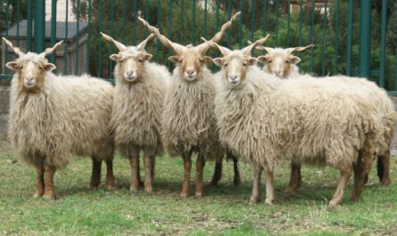 Racka-Schaf: Eigenschaften, Herkunft, Verwendungen und Rasseinformationen