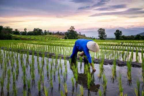 Reisanbau: Wie wird Reis angebaut (Anfängerhandbuch)