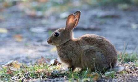 Rheinländer Kaninchen: Eigenschaften, Verwendungen und vollständige Informationen zur Rasse