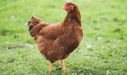 Rhode Island Rotes Huhn: Merkmale und vollständige Informationen zur Rasse