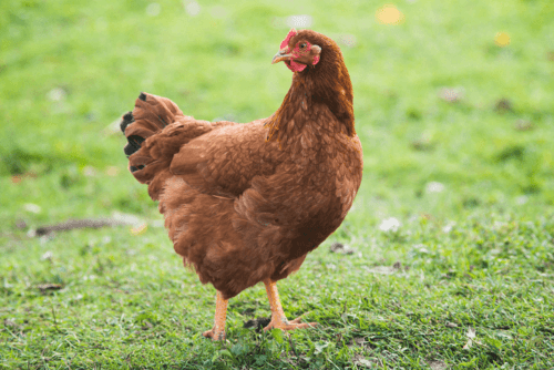Rhode Island Rotes Huhn: Merkmale und vollständige Informationen zur Rasse