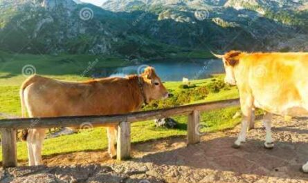 Rinder aus dem Asturischen Tal: Merkmale und Rasseinformationen