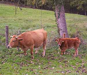 Rinderhaltung im Asturian Valley: Geschäftsstartplan für Anfänger