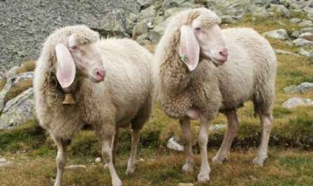Romeldale Schaf: Eigenschaften, Herkunft, Verwendung und Rasseinformationen