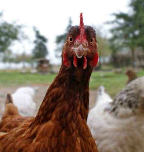 Rotes Rasierer-Huhn: Eigenschaften, Temperament und Informationen zur vollständigen Rasse