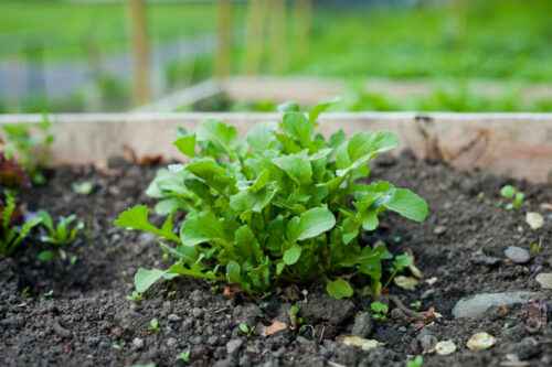 Rucola anbauen: Bio-Rucola-Anbau im Hausgarten