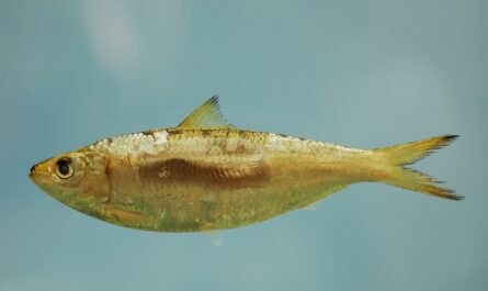 Runder Sardinella-Fisch: Eigenschaften, Ernährung, Zucht und Verwendung