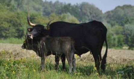 Sayaguesa-Rinder: Eigenschaften, Verwendungen und vollständige Informationen zur Rasse