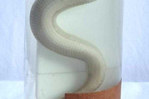 Schlangen aus dem Hühnerstall fernhalten: Kompletter Leitfaden für Anfänger