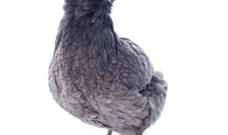 Schottisches graues Huhn: Eigenschaften, Temperament und Informationen zur vollständigen Rasse