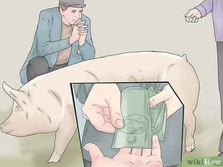 Schweine aufziehen: Wie man Schweine aufzieht (Anleitung für Anfänger)