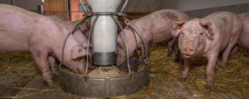 Schweine füttern: Wie man Schweine füttert (Anleitung für Anfänger)